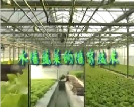 水培蔬菜的培育技术