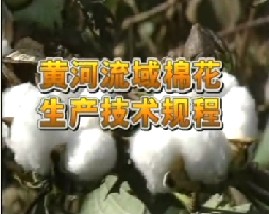 黄河流域棉花生产技术规程（上）