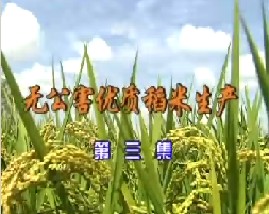 无公害优质稻米生产（三）