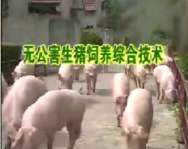 无公害生猪饲养综合技术