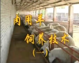 肉用羊饲养技术（一）