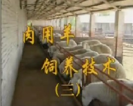 肉用羊饲养技术（三）