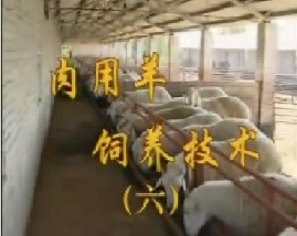 肉用羊饲养技术（六）