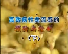 高致病性禽流感的预防与控制(下）