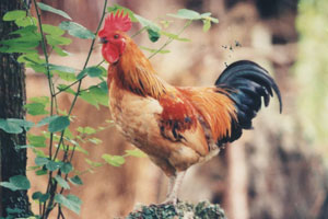 草原牧鸡（下）