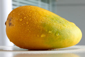 老梁的芒果致富经（上）