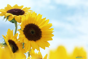 现代生活方式病阳光心态收获健康