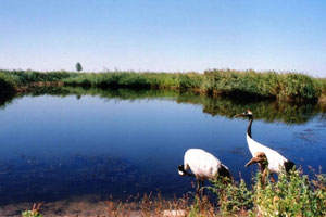 潮涌海岸（下）
