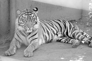 虎啸丹伯灵（下）