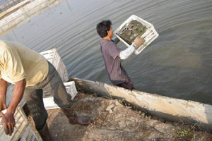 甲鱼池塘的致富路