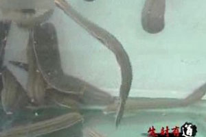 老范的“蛭”富路