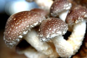 安全食品的选购与食用怎样选购和食用食用菌