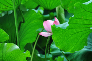 西湖情梦风雨悲秋