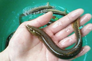 挣钱就靠这种大泥鳅