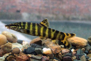 给钱不卖背后有玄机