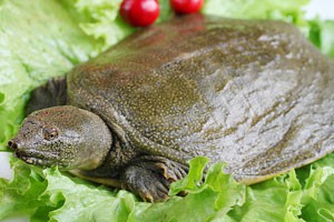 赔光家产后靠甲鱼翻身