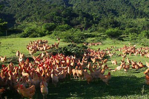 村里来了个赶不走的姑娘