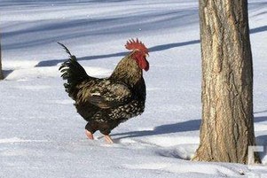 沉默大厨偏在雪地养鸡