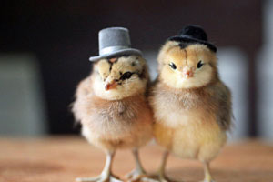 从鸡屁股上发现的商机