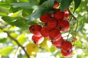 山楂大王的财富传奇