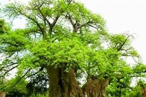 树痴做事不一般