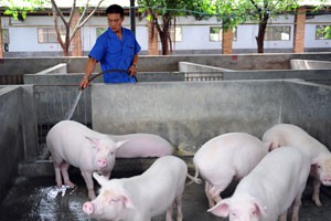 养猪十年 只赚不赔