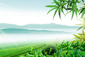 竹与中国文化（下）