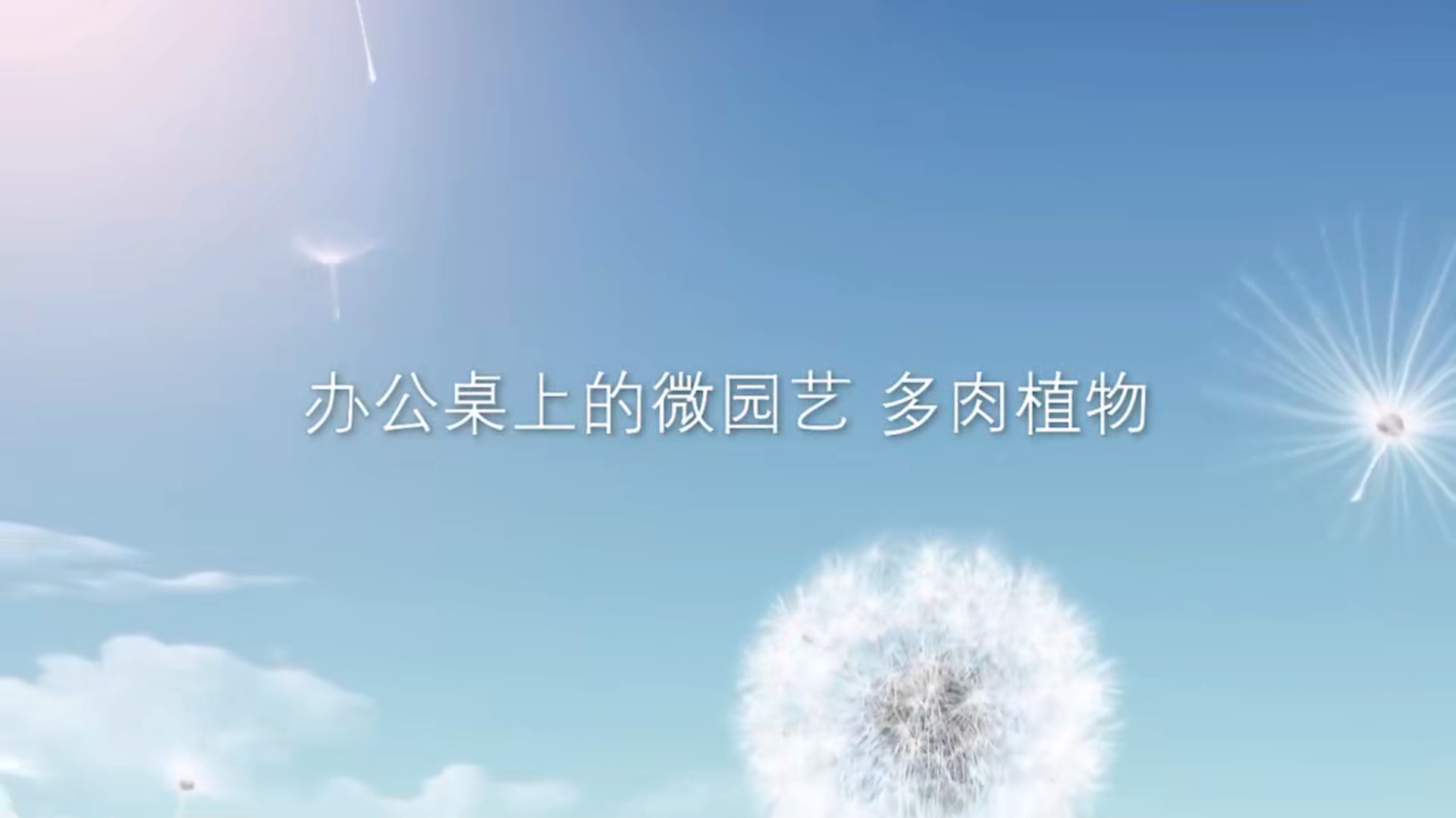 办公桌上的微园艺 多肉植物
