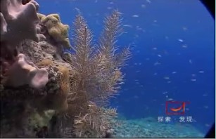 神奇美济礁（上）