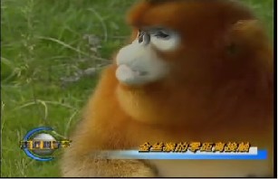 金丝猴的零距离接触