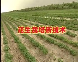 花生栽培新技术