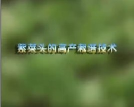 紫菜头的高产栽培技术