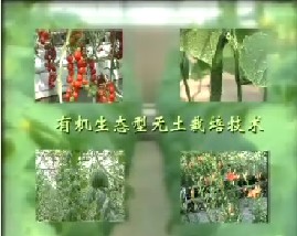 有机生态无土栽培技术