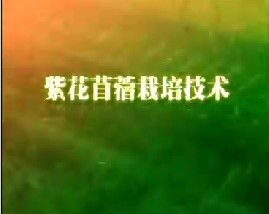 紫花苜蓿栽培技术（二）