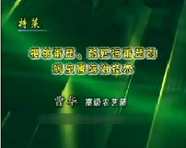 特菜--樱桃番茄、耐贮运番茄的病虫害防治技术