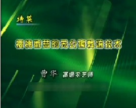 特菜--樱桃番茄的无公害栽培技术