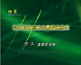 特菜--羽衣甘蓝的无公害栽培技术