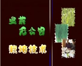 韭菜无公害高效栽培技术