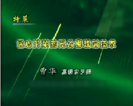 特菜--包心芥菜的无公害栽培技术