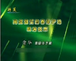 特菜--网纹甜瓜的春保护地栽培技术