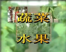 无公害蔬菜 蔬菜水果