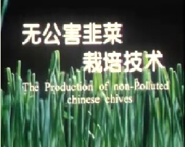 无公害蔬菜韭菜栽培技术