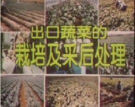 出口蔬菜栽培技术及采后处理