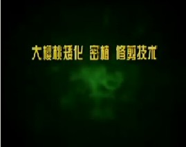 大樱桃矮化、密植、修剪技术