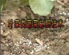 叶菜类蔬菜施肥技术
