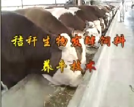 秸秆生物发醇饲料养牛技术