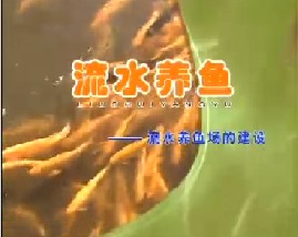 流水养鱼（一）