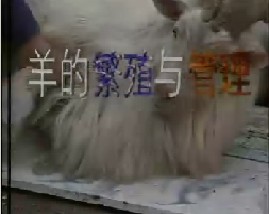 羊的繁殖与管理