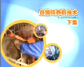 母猪饲养新技术（下集）
