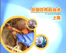 母猪饲养新技术（上集）